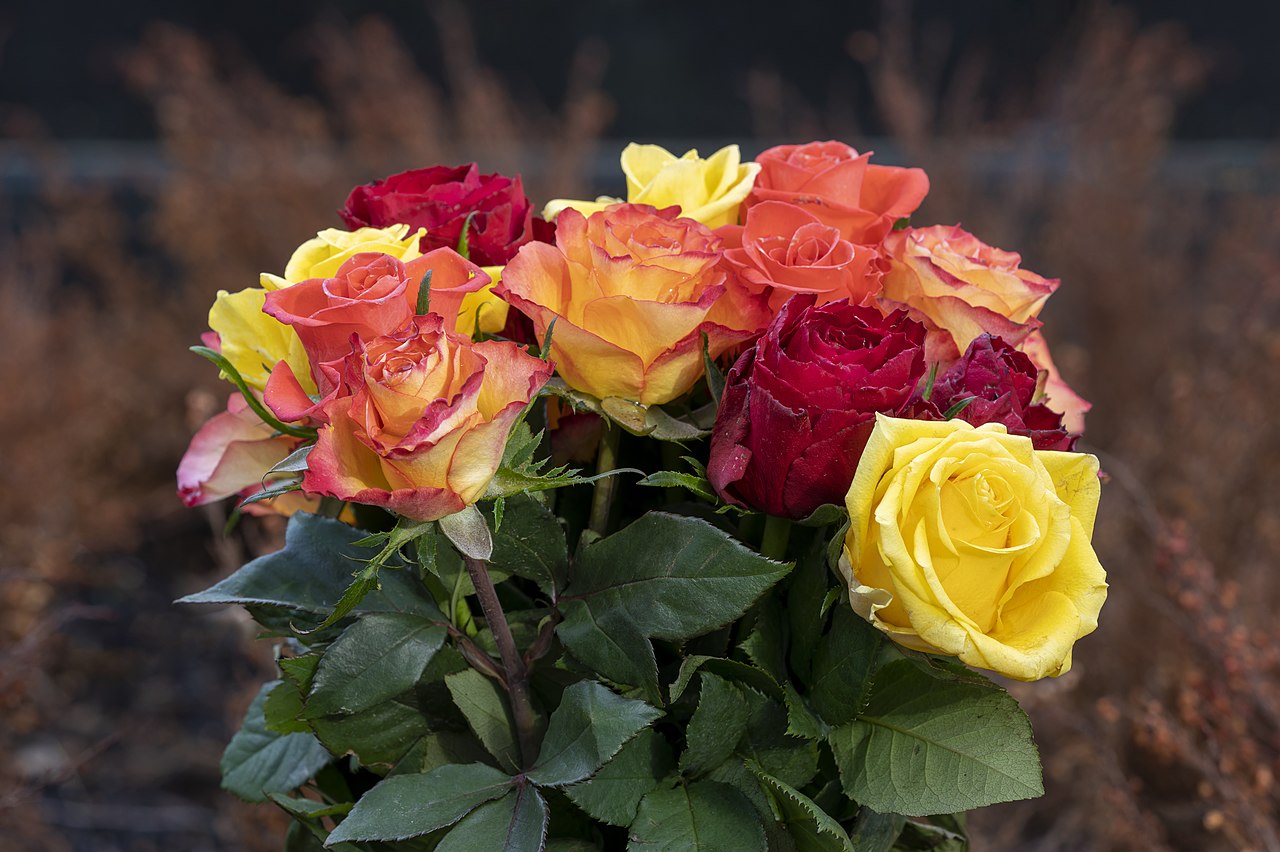 Leuchtende Rosen
